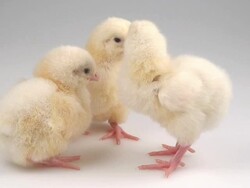 Little ones Stock Footage