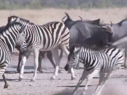 Long shot of herd of zebra, springbok and wildebeest walking about, Namibia Stock Footage
