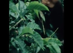 RR7825B COLOMBIA THE COFFEE STORY Instructional Video