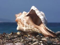 Seashell (HD) Stock Footage