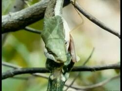 CU Vine Snake, feeding, head eating prey, Kenya Stock Footage