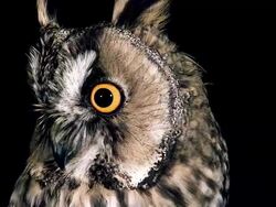 ECU Shot of Long Eared Owl (asio otus ) Portrait of Adult looking around / Vieux Pont en Auge, Normandy, France  Stock Footage