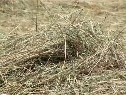 CU Shot of hay / Serrig, Rhineland-Palatinate, Germany Stock Footage