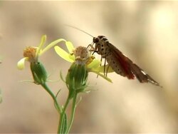 Close Up Butterfly on Flower Flies Away Stock Footage