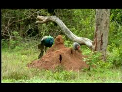 Grey Junglefowl (Gallus sonneratii) and peacock (Pavo cristatus) preying on emerging winged termites, Nagarahole, Southern India Stock Footage