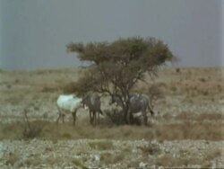WA Jiddat mirage, Arabian Oryx, Oryx leucoryx, standing in shade of tree in desert in midday heat, Jiddat al Harasis desert, Oman Stock Footage