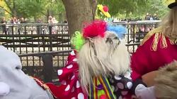 CLEAN : New York dogs dress up for Halloween competition News Clip