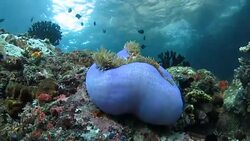 Blue anemone and resident ocellaris clownfish (anemonefish), Indonesia Stock Footage