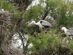 MS Grey heron, ardea cinerea on tree top / Saintes Marie de la Mer, Camargue, France Stock Footage
