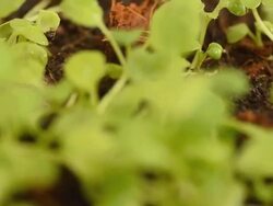 close up :  panning on top view of seeding trees Stock Footage