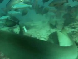Medium hand-held pan-left pan-right - Sharks swim with fish above the ocean floor. Stock Footage