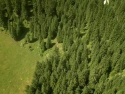 HD: Beautiful Plateau of Pokljuka Stock Footage