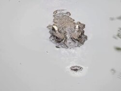 Crocodile in water Stock Footage