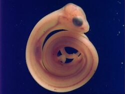 MS 2 week old Grass snake embryo, UK Stock Footage