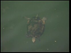 Kyoto art exhibition celebrates painter's 400th anniversary News Clip