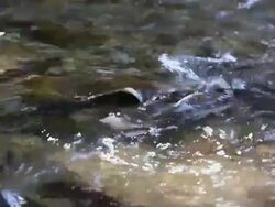 Salmon Spawning Stock Footage