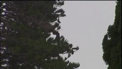 Endangered flying foxes roost in botanic gardens Instructional Video