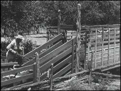 Montage: 1950 Chevy truck hauling cattle Stock Footage