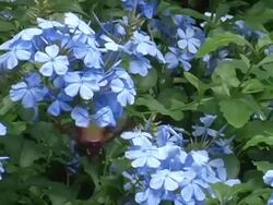 Hummingbird Moth Stock Footage