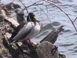 Stretching duck  1080/60i Stock Footage