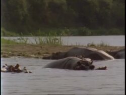 WA Hippopotamus, Hippopotamus amphibius, wallowing at riverbank, Uganda, Africa Stock Footage