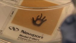 Modeled after the way plants cells expand and shrink in the sun, bioengineers at UC Berkeley have created a new gel that can be manipulated by light, which could be used for drug delivery and tissue engineering. News Clip