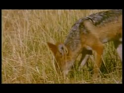 CU Jackal walking through grassland, Botswana Stock Footage
