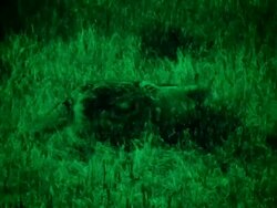 Coyote Hunting Stock Footage