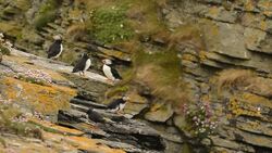 Puffin on noss cliff with flowers and lichen Stock Footage