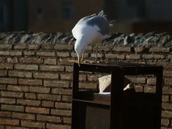 Seagull from Rome, animal behaviour Stock Footage