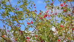 bush with ripe rose hips Stock Footage