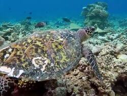 Sea turtle swimming on coral reef - Maldives Stock Footage