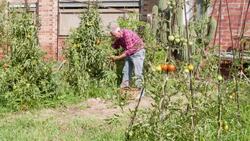 Senior man picking tomatoes in his allotment Stock Footage