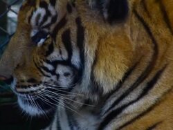 Tiger ,Thailand Stock Footage