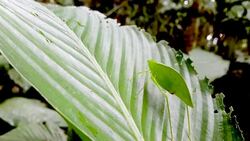 leave locust in ecuadorina jungle Stock Footage