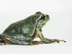 Tree Frog Close Up Isolated on White Background Stock Footage