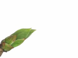 Germinating bud - time lapse Stock Footage