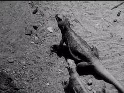 ECOLOGY OF THE DESERT - NO SOUND News Clip