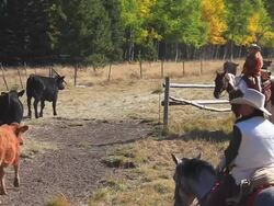 Cowgirl and Cowboy counting cattle on horseback Stock Footage