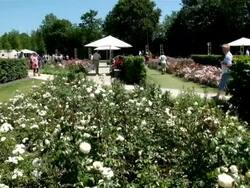 WS People roaming in field of roses / Koblenz, Rhineland-Palatinate, Germany Stock Footage