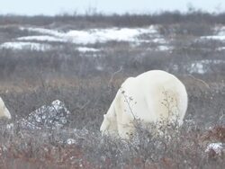 MS TS Three polar bear sniffing in ice looking for food / Churchill, Manitoba, Canada Stock Footage