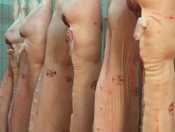 halves of pigs in cold storage, butchery / Trier, Rhineland Palatinate, Germany Stock Footage