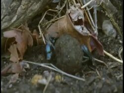 MS Dung beetle rolling dung ball, Bandhavgarh National Park, India Stock Footage