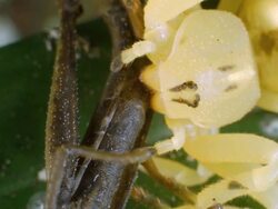 Flower-mimicking crab spider Epicadus heterogaster (family Thomisidae) Stock Footage