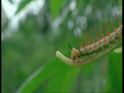 CU spiney caterpillar crawling on branch, Amazon, South America Stock Footage