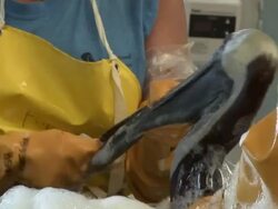 Cleaning oil from pelicans' throat pouches Stock Footage