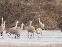 MS TD SLO MO Shot of Sandhill Crane Grus canadensis flying then landing with others on river bank / Kearney, Nebraska, United States Stock Footage