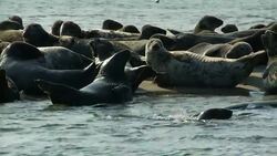 A colony of seals raise their heads in unison as they gather on a sandbar. Stock Footage