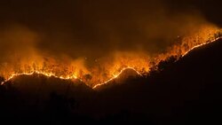 Forest fires. Stock Footage