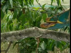 MCU Chameleon catching insect with tongue Stock Footage